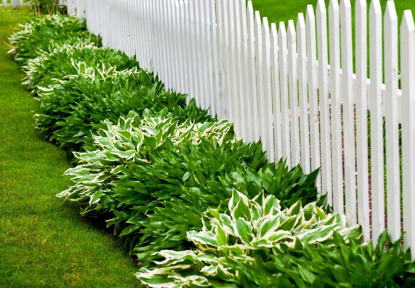 buy hosta bulbs 