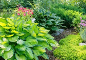 The Ultimate Guide to Hosta Care, Planting, and Pruning | Expert ...