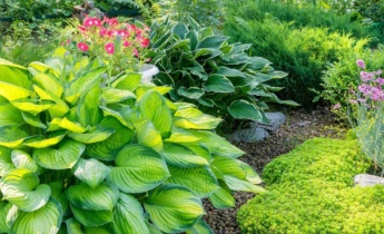 The Ultimate Guide to Hosta Care, Planting, and Pruning