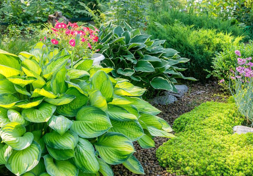 buy hosta, Holland 