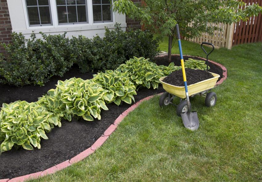 planter des bulbes d'hosta 