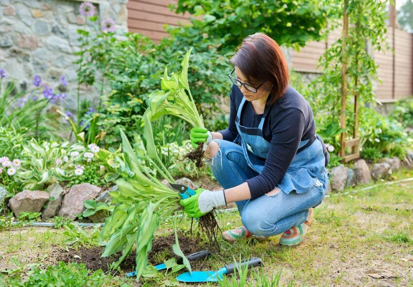 hosta zwiebeln online kaufen 