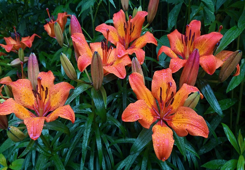 order lilies 