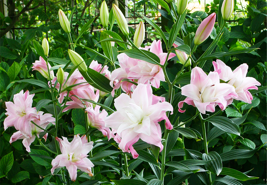 The Ultimate Guide to Lilies: Care, Planting, Pruning, Types, and More