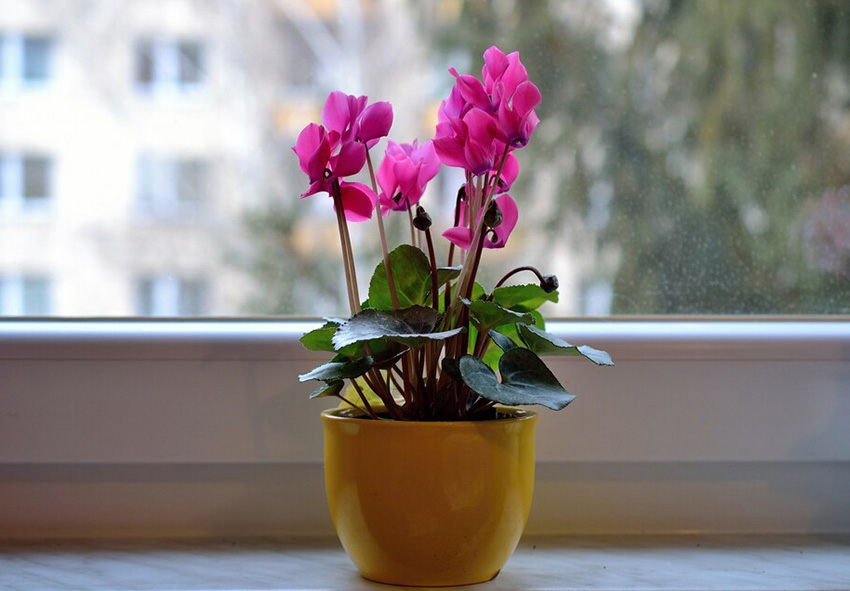 Cyclamen photo