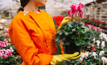 Îmbrățișați splendoarea delicată: Stăpânirea artei de a planta ciclamen (Sowbread)