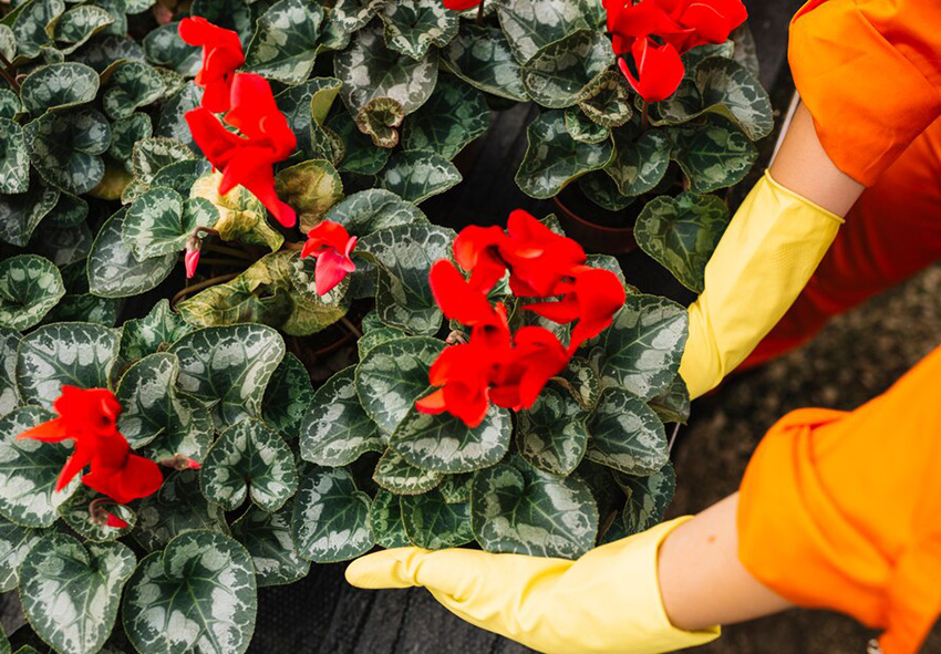 Cyclamen photo