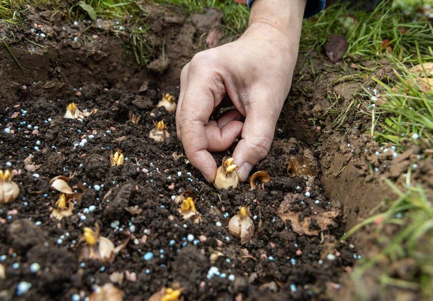 gladiolus bulbs, deliver gladiolus 