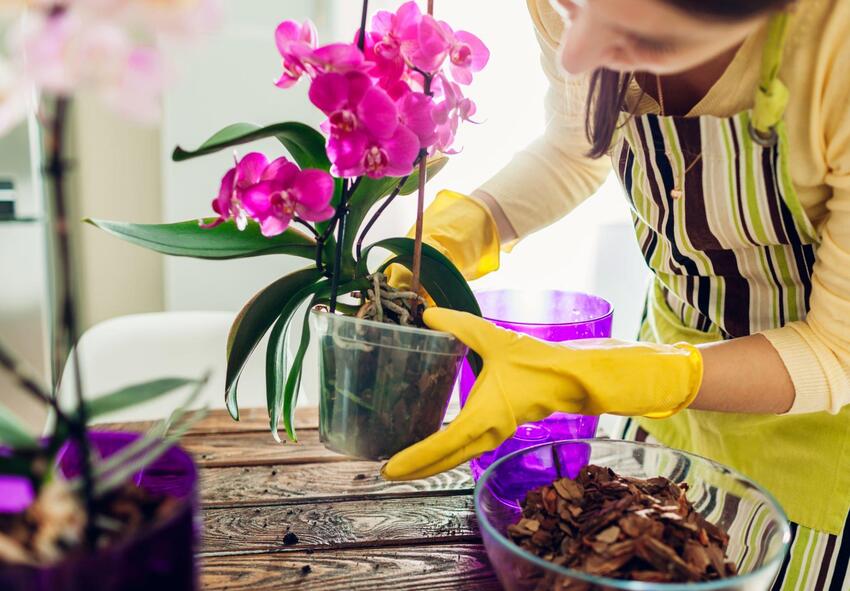 comprar bolbos de orquídeas 