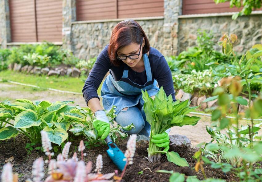 hosta zwiebeln bestellen 