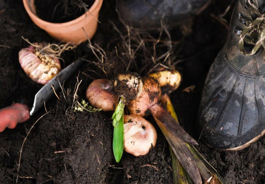 commander des bulbes de gladiolus 