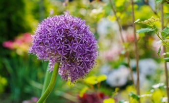 Avslöja timingen: Expertriktlinjer för plantering av Allium