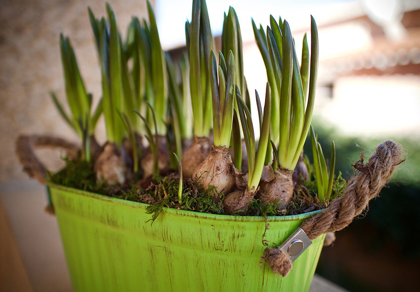 Muscari bulbs photo