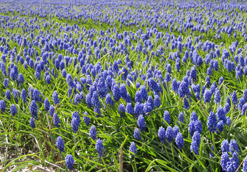 Muscari lökar foto