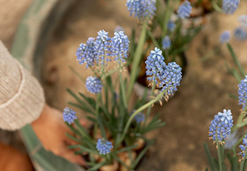 Muscari hagymák fénykép