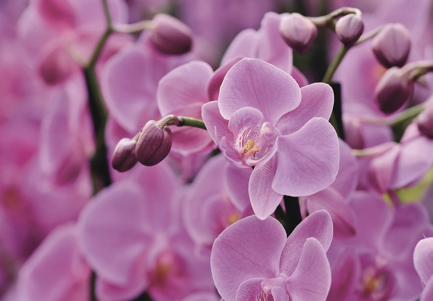pflanzen von orchideen 