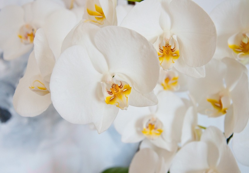 ostaa orkideoita 