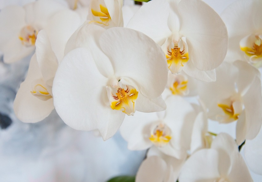 acquistare orchidee 