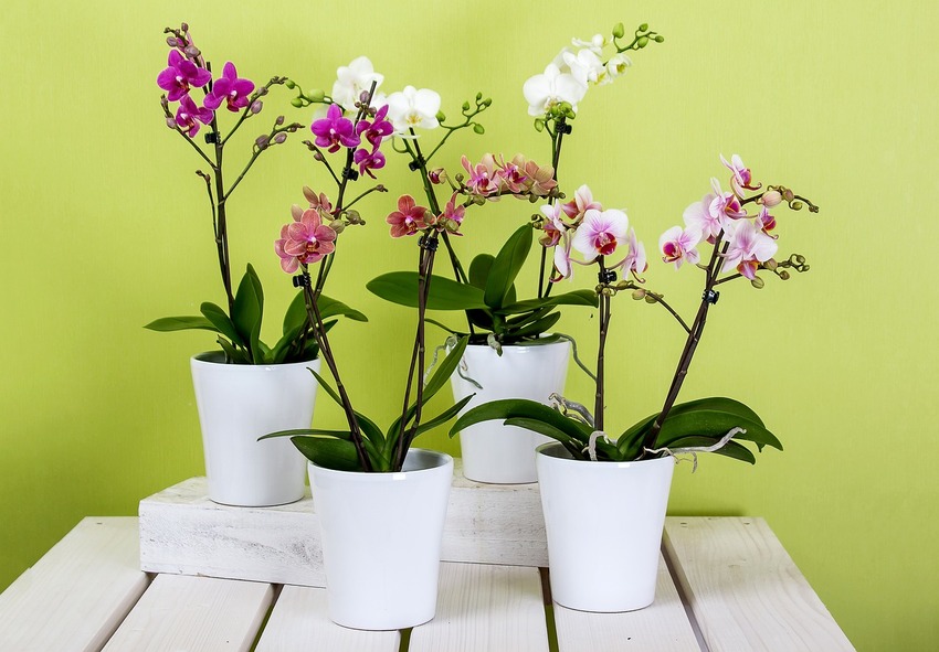 Orchideen liefern 