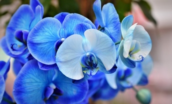 Asiantuntijaopas orkideoihin: Orkideat: Hoito, istutus, karsinta ja muuta tietoa.