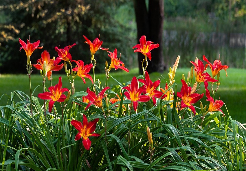 order Daylilies
