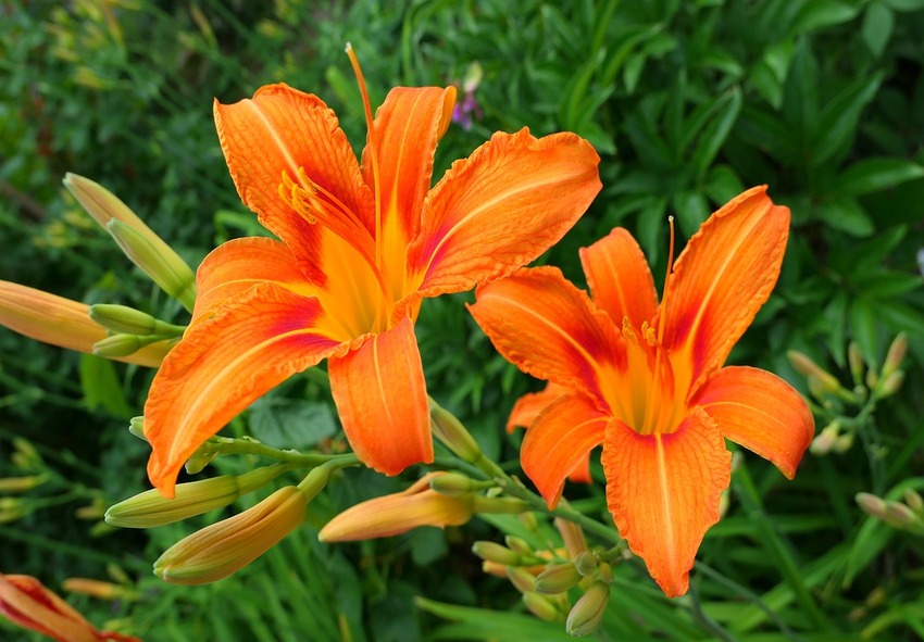 acquistare Daylilies online 