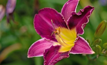 Jak přesazovat denivky: Podrobný návod na rozdělení a přesazení