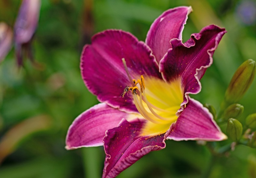 care for Daylilies
