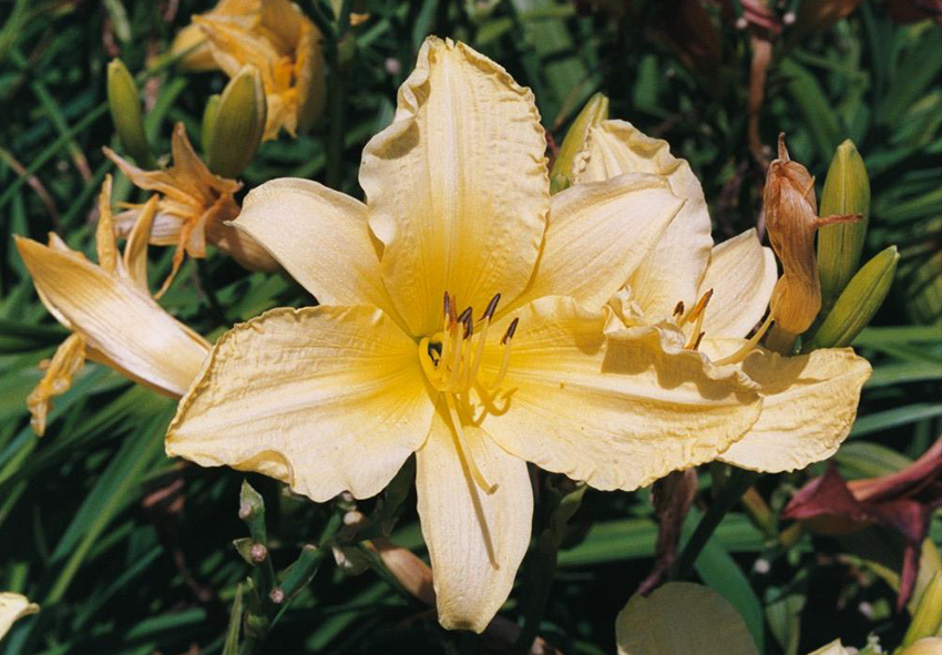 Taglilien Blumenzwiebeln kaufen, Niederländisch 