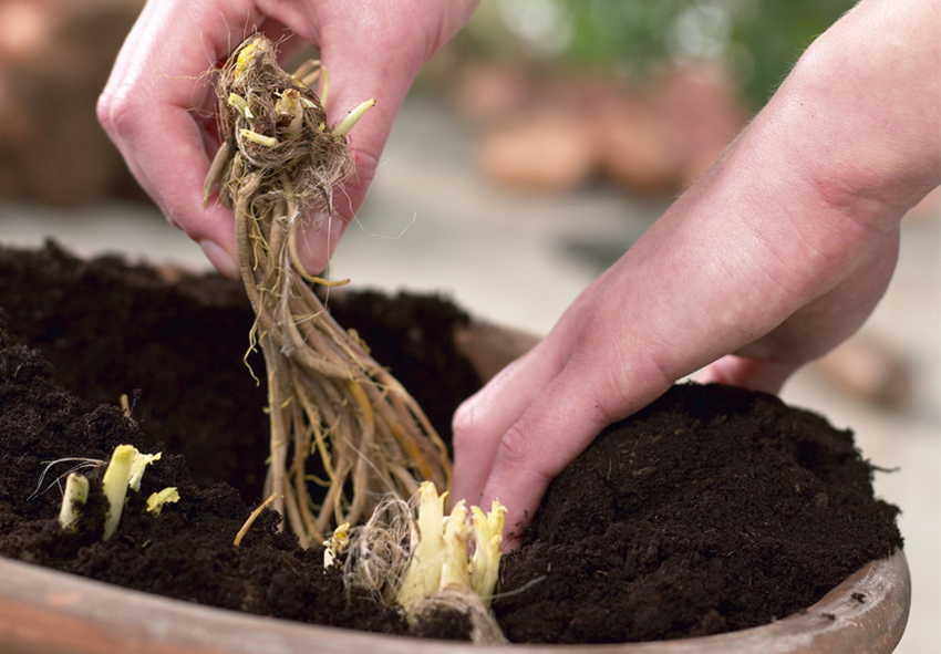 plantering av dagliljor 