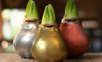 Mästerlig tillväxt: En guide till skötsel, plantering och beskärning av Amaryllis i vax