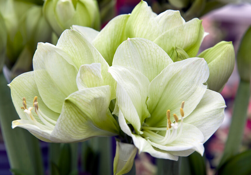 acheter des amaryllis en ligne 