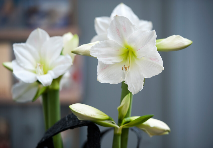 planting Amaryllis in Wax 