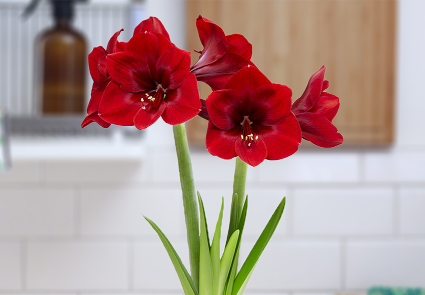 tilata Amaryllis in Wax 