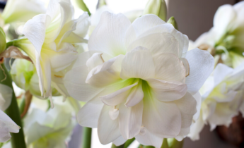 Expert Advice: Amaryllis in a Glass – Care, Planting, Pruning and More