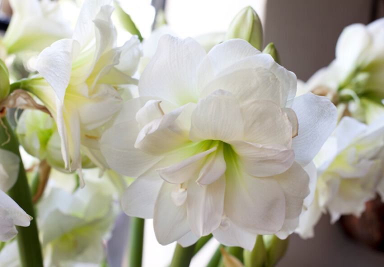 Enkel rode amaryllis bestellen en versturen