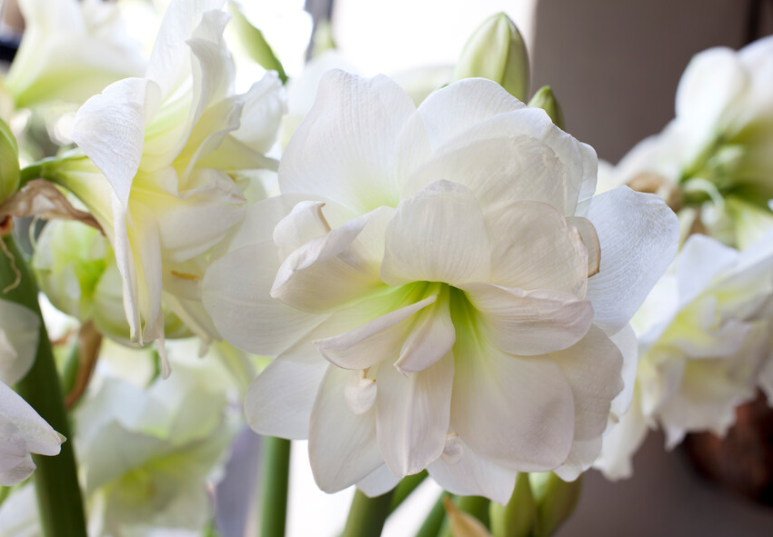 growing Amaryllis in glass