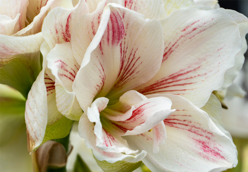 consegnare Amaryllis in Wax 