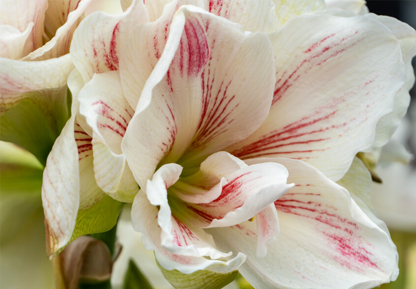 Amaryllis in Wachs liefern 