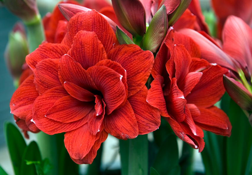 cultivarea Amaryllis în sticlă 