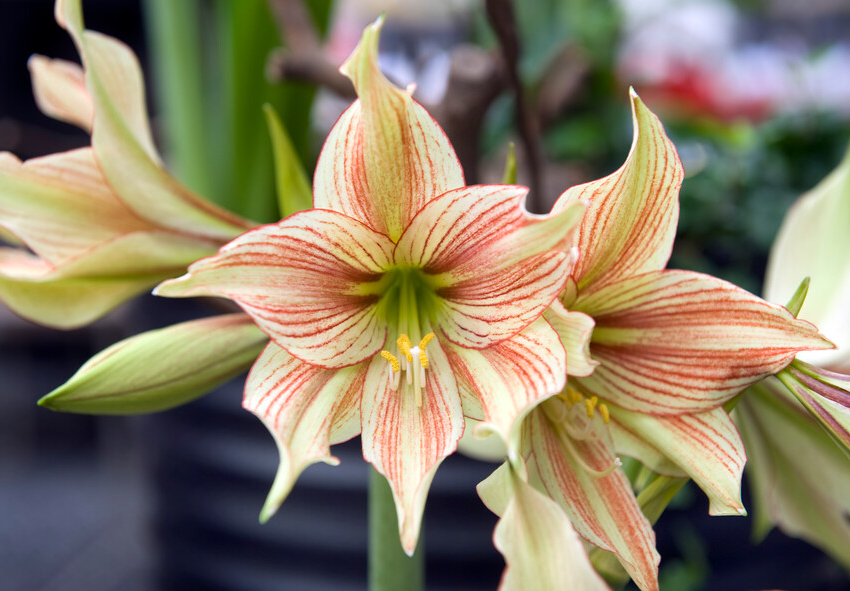 amaryllis bol planten in glas 