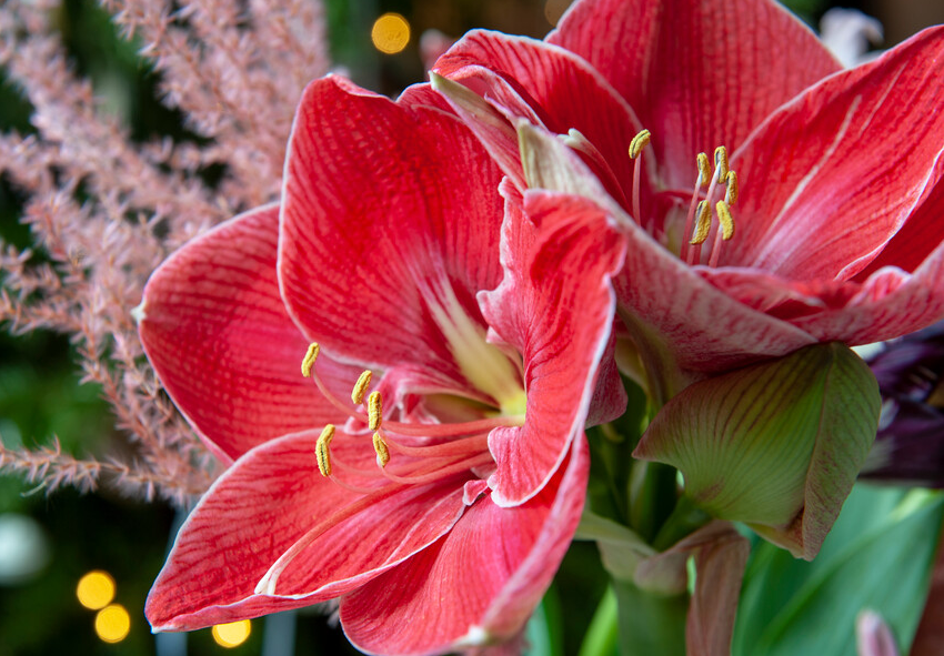 comprar Amaryllis in em Cera 