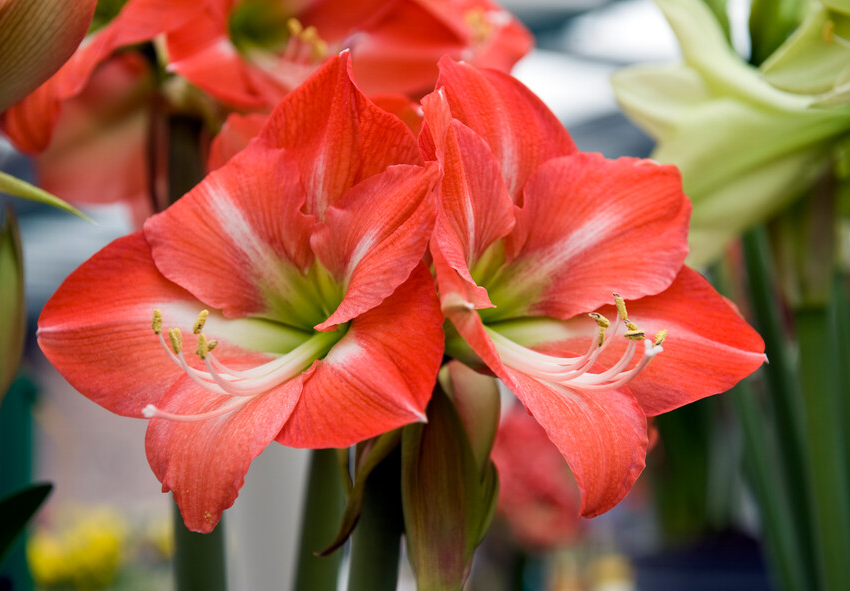 Caring for amaryllis in a glass