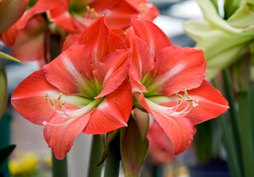 Cura degli amaryllis in vetro 