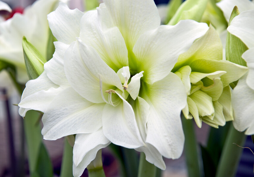 care for Amaryllis in Wax 