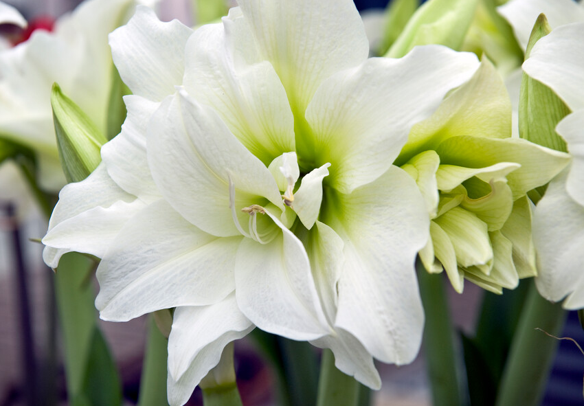 Amaryllis in Wachs pflegen 