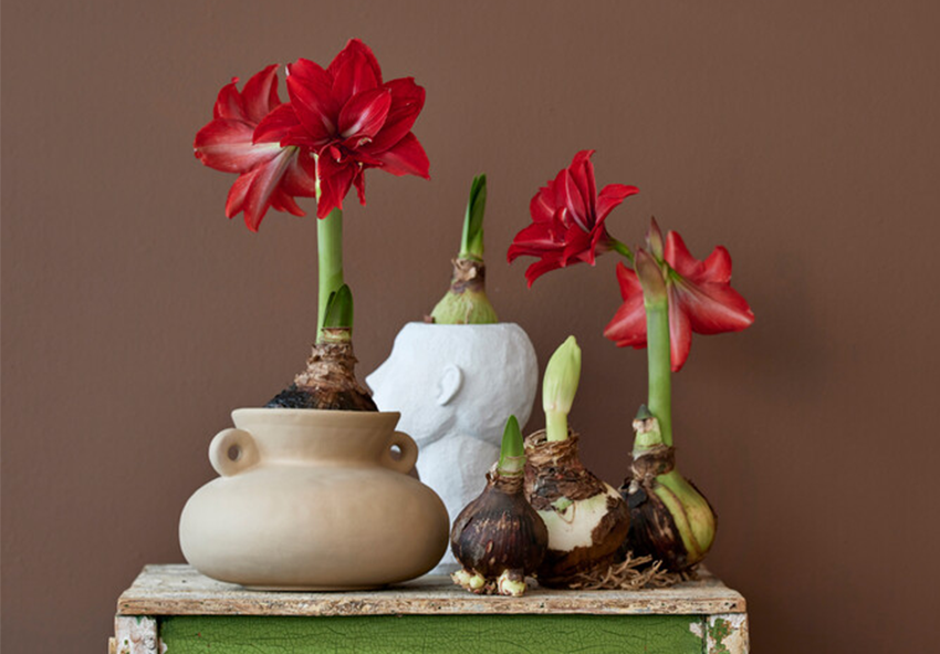 Amaryllis planten in glas 