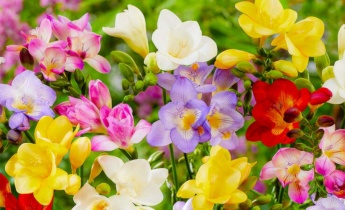 Your Guide to Freesia: Effective Cultivation, Care, Pruning and More