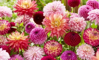 Full Guide for Dahlias: Nurturing the Diverse Delights of Nature’s Finest