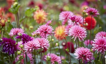 How to Care for Dahlias After the Bloom: Maintenance Once Flowering Ends